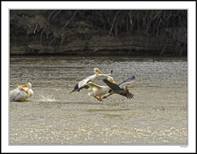 A Great Blue Heron Is Made Unwelcome