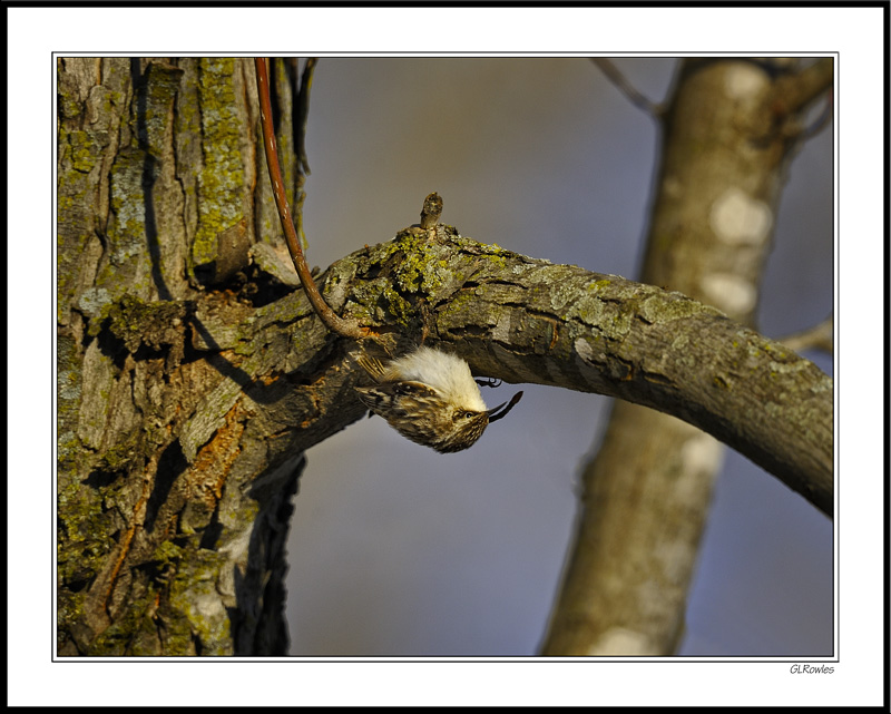 The Brown Creeper Defies Gravity