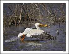 The Pelican Dashes Into Takeoff