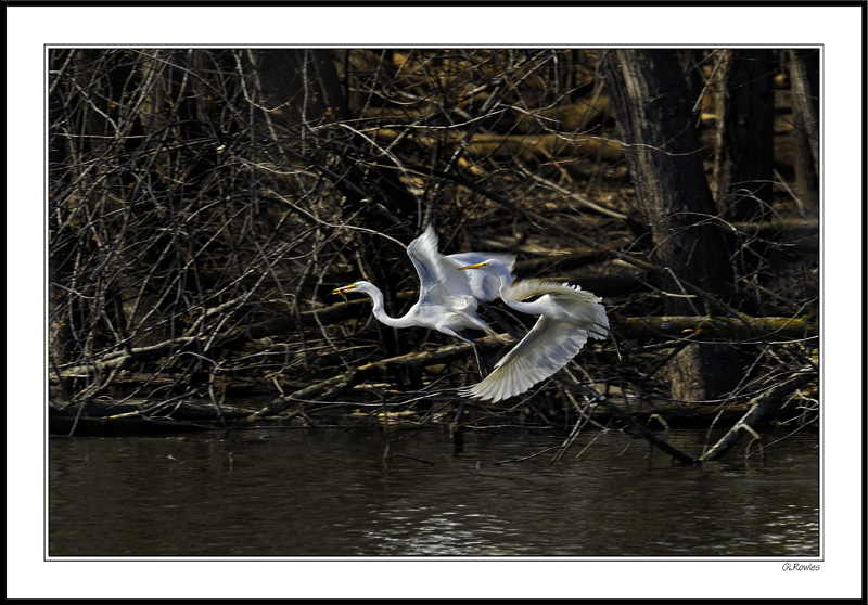 A Pair of Great Egrets Compete For Breakfast