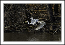 A Pair of Great Egrets Compete For Breakfast