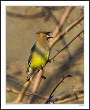 This Waxwing Will Have Trouble Downing That Stem