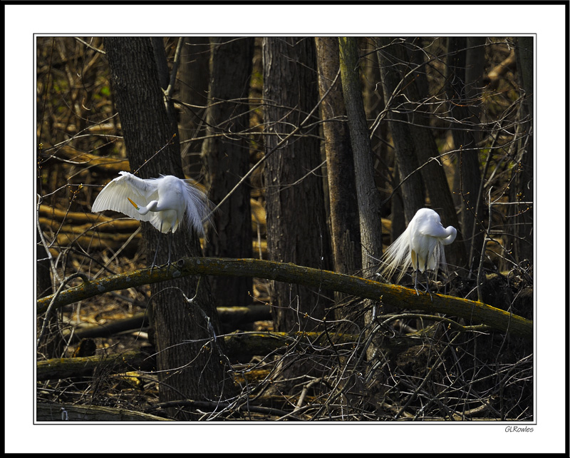 Preening Egrets