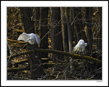 Preening Egrets 