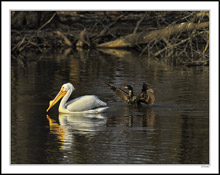 Hey, Watch Where You're Paddling!