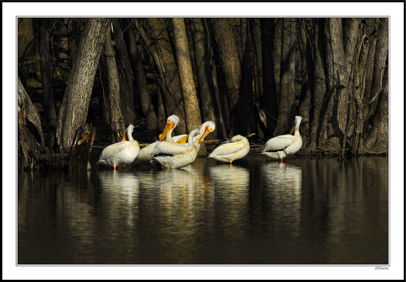 Pelicans Preen in the Shadows