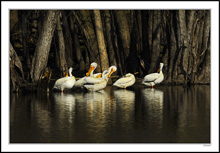 Pelicans Preen in the Shadows