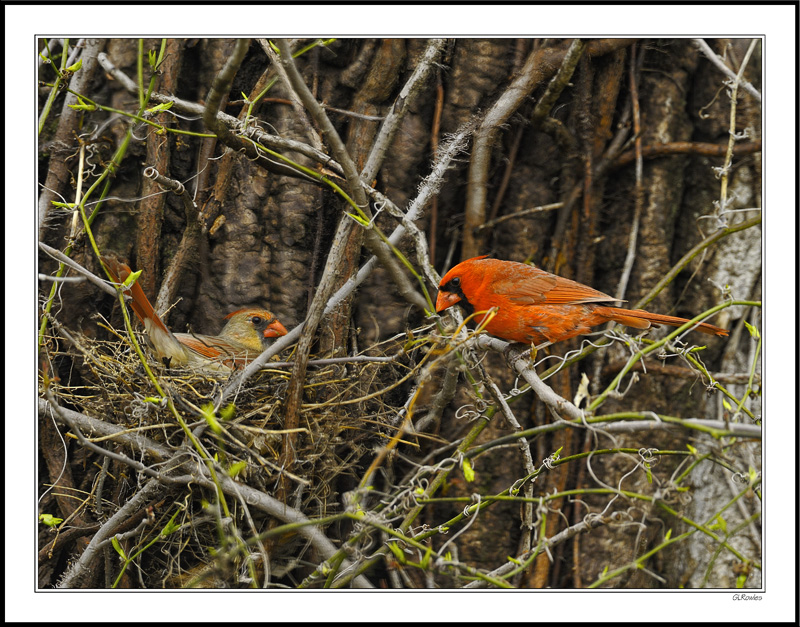 Cardinals Prepare to Nest