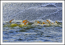 Young Pelicans Marching Into Fishing Territory