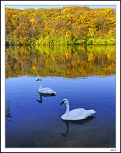 Trumpeters At Morning's Edge