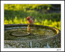 Sunlit Finch Catches Reflection