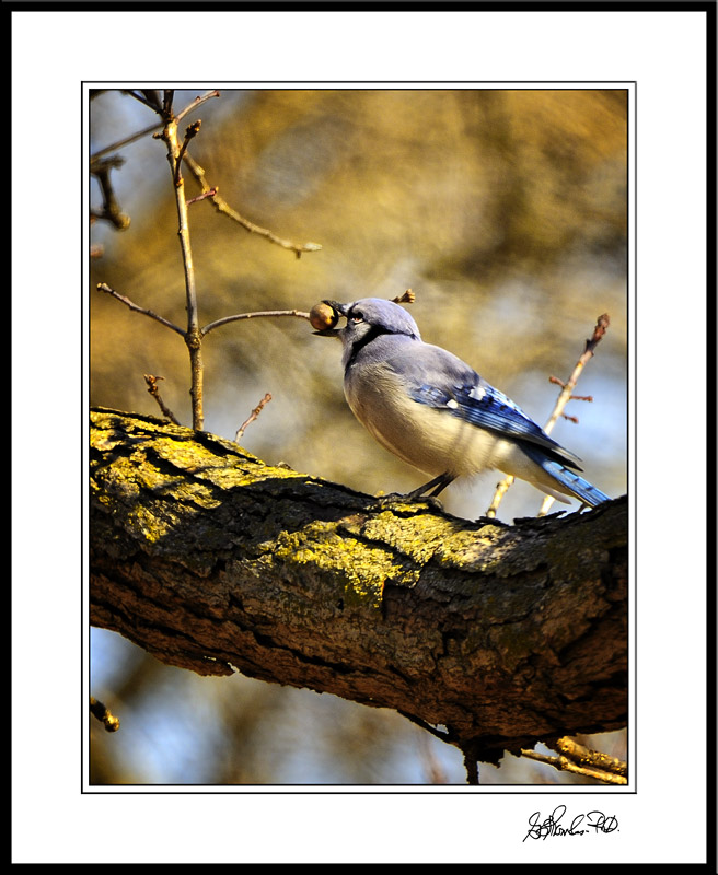 An Industrious Blue Jay Scavenges Breakfast Morsels