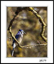 The Industrious Blue Jay Pauses For A Portrait