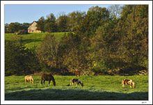 Equine Grazing Heaven