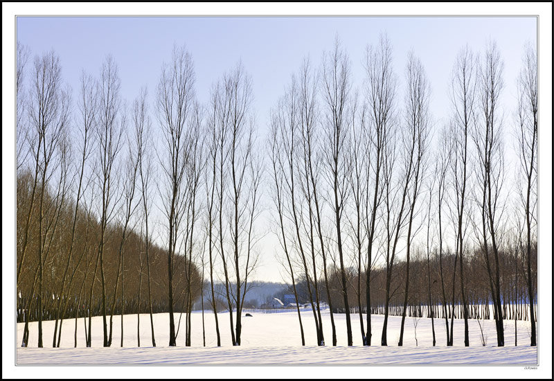 Feng Shui Windbreak