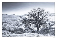 Resting Fields