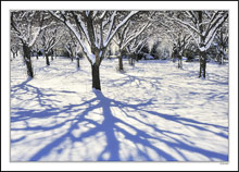 Snowfall And Shadows