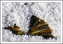 Fern Leaf Frost On Wicker Weave