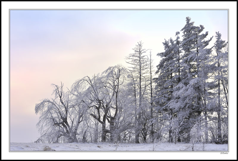 Hoar Frost And Pastel Morning