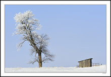 Lone Tree Hill