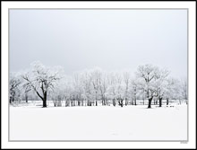 Luminous Winterscape