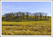 Afternoon Shaded Rolling Grove