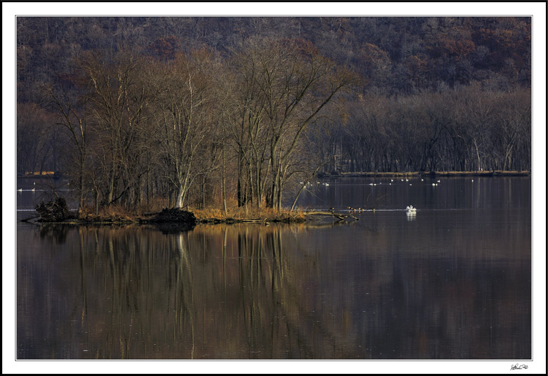 Lingering Afternoon Rays Capture Migrating Trumpeters On The Mississippi