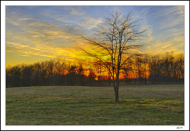 Lone Meadow Tree Directs The Sunset