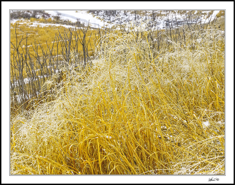 Frozen Water Crystals On Native Grasses