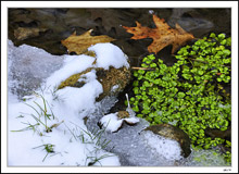Creekside Greenery and Snow Juxtapose Winter And Summer