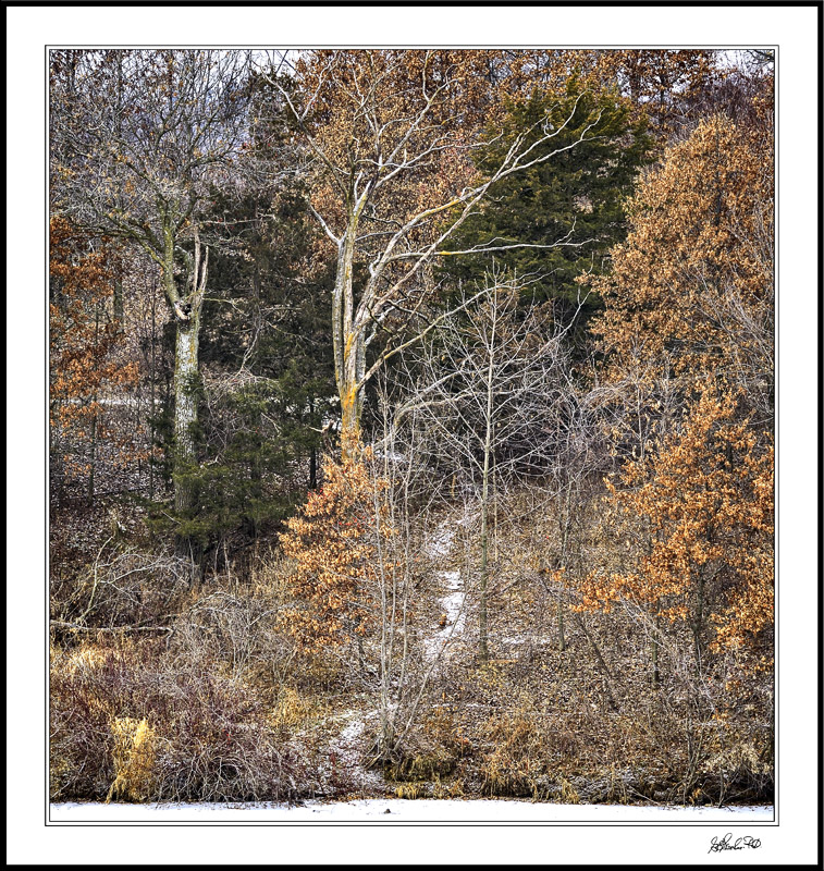 Winter Textures On Lakeside Trail