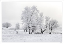 As The Light Softens The Trunks And Branches Dominate