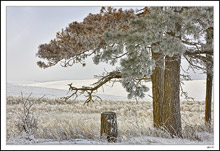 Bristly Pines Contrast With The Soft Contours Of The Background