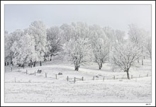 Soft Sunbeams Bring The Frosted Grove To Life