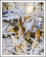 Winter Window View: Freshly Logged After The Snow Coat