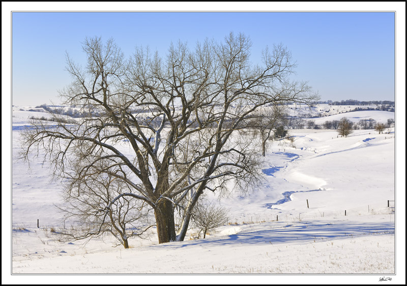 Winter Treasures - Gnarled Oak On Serpentine Creek