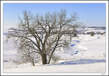 Winter Treasures - Gnarled Oak On Serpentine Creek