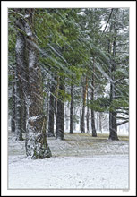 Snow in the Pines I