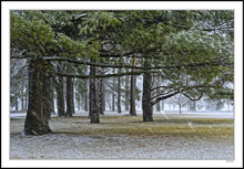 Snow in the Pines II