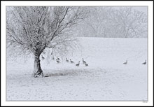 Snowed Geese