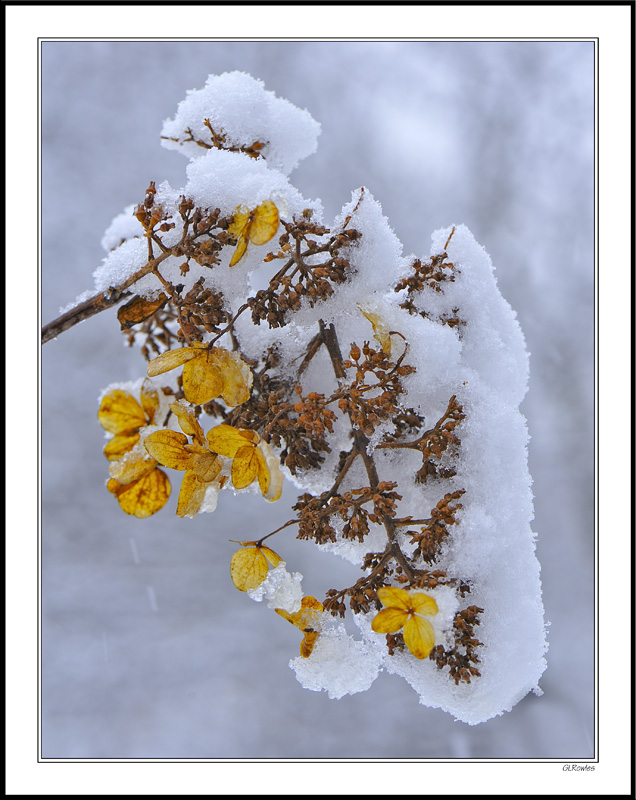 Snow Bouquet