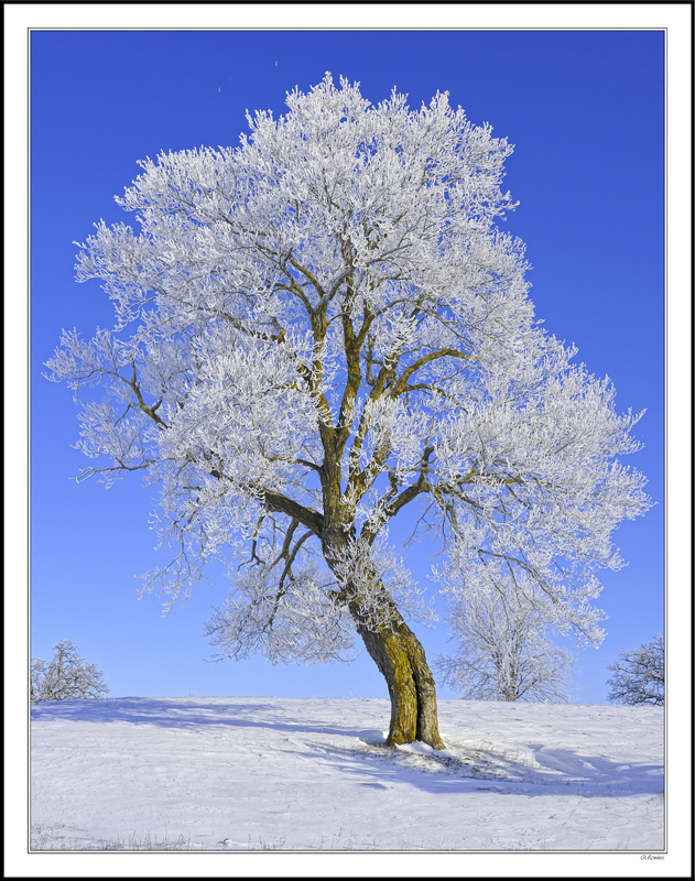 Silver Beauty Against An Azure Sky