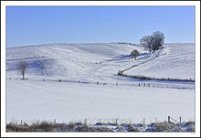 Fence Lines