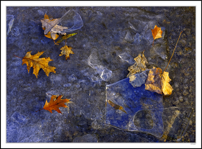 Frozen Treasures