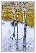 Ashen Reflections