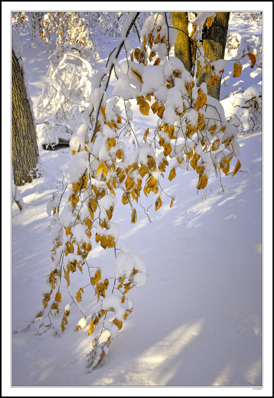 Snow-Coated Butterscotch