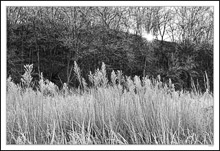 Frosted Morning Beams