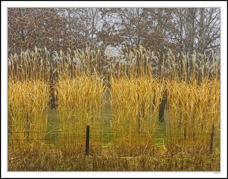 Silver Autumn Feathers