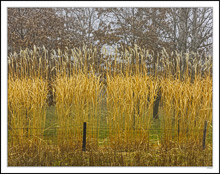 Silver Autumn Feathers