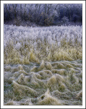 Waves Of Frosted Prairie Grasses